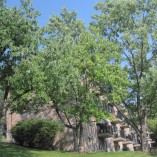 River Mews